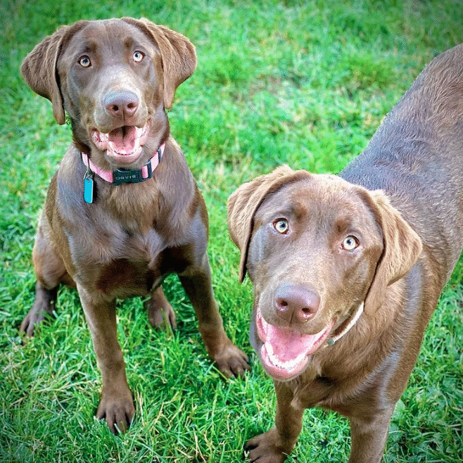 Bear & Bellie 2021 2 Bear & Bellie 2021 2