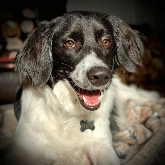 Benji Benji