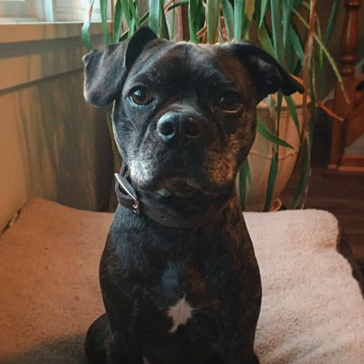 Bruno