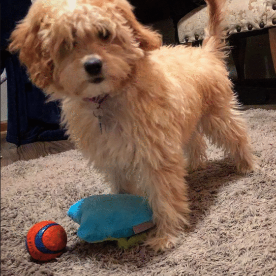 Chloe pupydodle