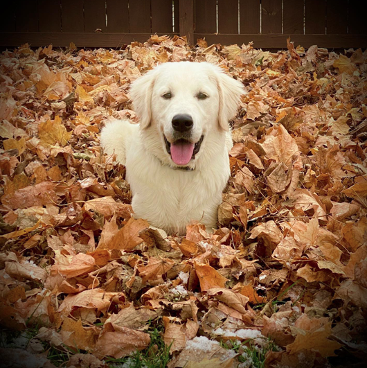 Cooper Cooper
