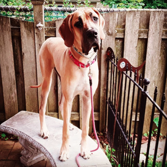 Fiona