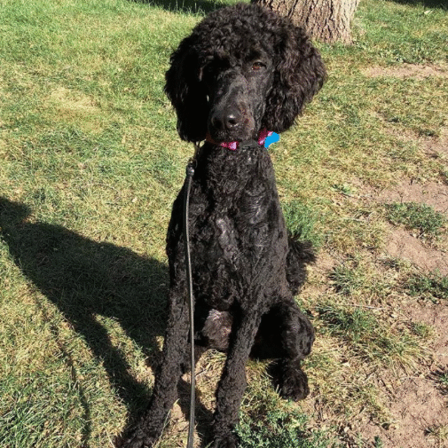Gracie