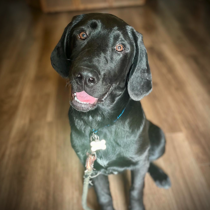 Hank Labrador:Great Pyrenees Mix