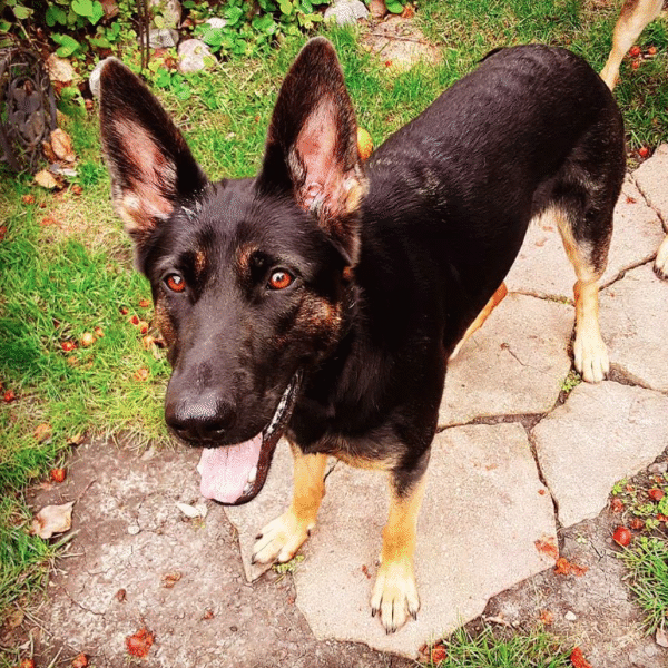 Kaya