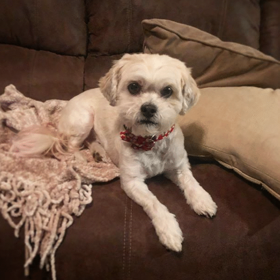 Lucygoose