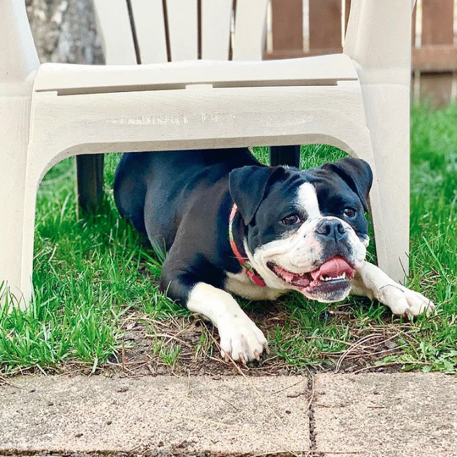 Luna Bulldog 2021 2 Luna Bulldog 2021 2