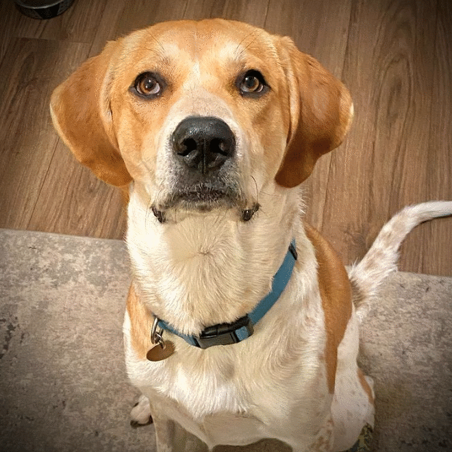 Otis Hound 2021 Otis Hound 2021