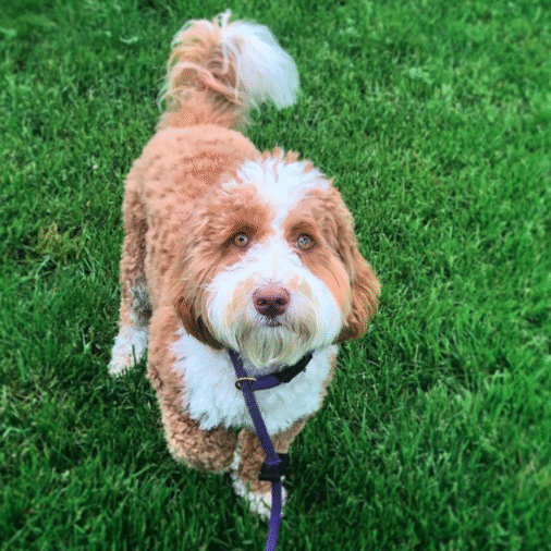 Piper