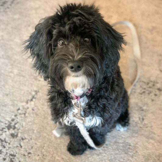 Stella Stella