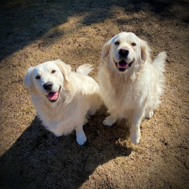 Yukon & Yeti 2025